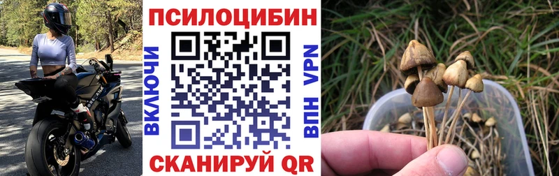 Псилоцибиновые грибы GOLDEN TEACHER  цены наркотик  Бабушкин 